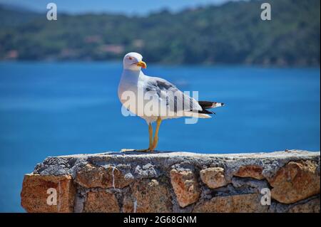 Ritratto di gabbiano contro la riva del mare Foto Stock