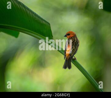 La fody rossa (Foudia madagascariensis), conosciuta anche come la fody malgascia in Madagascar, rosso cardinale fody a Mauritius seduto su un ramo Foto Stock