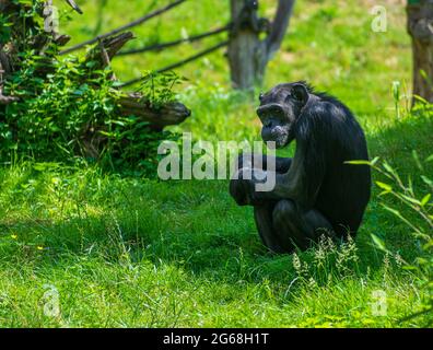 Un singolo scimpanzé seduto sul prato nella zona di Pongoland dello Zoo Leizpzig Foto Stock