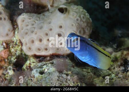 Il Mar Rosso mimica la bionda (Ecsenius gravieri). Underwaterworlld barriera corallina vicino Makadi Bay, Egitto Foto Stock