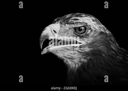 Testa di aquila steppa isolata su sfondo nero (Aquila nipalensis) Foto Stock