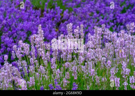 Due colori di lavanda in piena fioritura, che cresce in un campo. Foto Stock