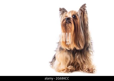 Yorkshire terrier, cane isolato su bianco Foto Stock