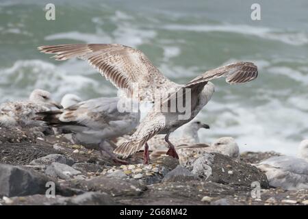 Un giovane gabbiano europeo dell'aringa (Larus argentatus) che batte le sue ali, in procinto di decolorare dalle rocce, con onde che si infrangono sul mare sullo sfondo Foto Stock