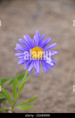 Single Blue Aster Alpinus (Alpine Aster) Fiore cresciuto nella Casa Alpina a RHS Garden Harlow Carr, Harrogate, Yorkshire, Inghilterra, Regno Unito Foto Stock