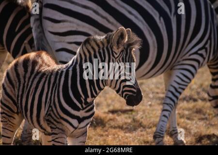 Zebre nel Parco Nazionale degli Elefanti di Addo Foto Stock