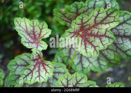 Foglie verdi con vene viola/bronzo, Heuchera Green Spice 'Coral Bells' pianta coltivata in un confine in un giardino di campagna inglese, Lancashire, Inghilterra. Foto Stock