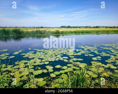 Immagine tipica del paesaggio olandese polder con i suoi prati verdi e fossati in estate Foto Stock