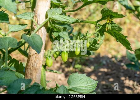 Pomodori ciliegini verdi che maturano in orto campo. Foto Stock