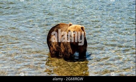 Kamchatka. Orso bruno sul lago Kuril Foto Stock