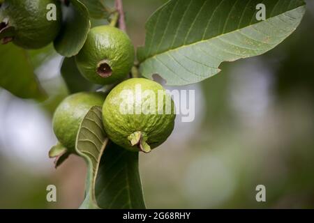 Albero di guava (Psidium guajava) primo piano della frutta e foglie che crescono all'aperto Foto Stock