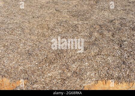 Primo piano delle alghe secche di Posidonia, Posidoniaceae, sulla costa rocciosa dell'isola di Maiorca, Spagna Foto Stock