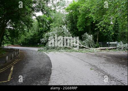 Una tempesta ha danneggiato l'albero caduto su una strada di campagna nello Shropshire, Inghilterra in 2021. Foto Stock