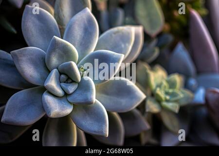 Un succulente grigio in un gruppo di succulenti Foto Stock