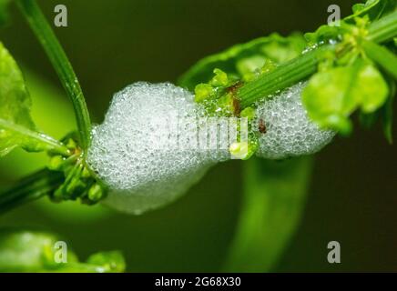 Cuckoo spit, Chipping, Preston, Lancashire, Regno Unito Foto Stock