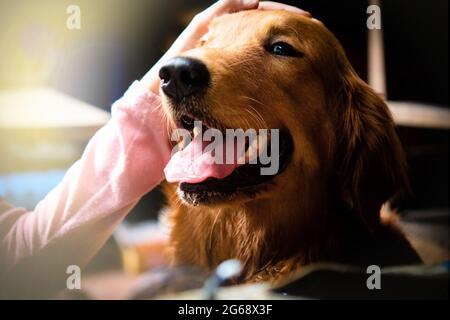 Fuoco selettivo cane felice Golden Retriever con la mano sulla sua testa Foto Stock