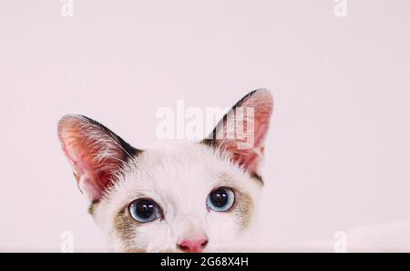 Primo piano di UN simpatico gatto seduto in una scatola di cartone su una parete bianca Foto Stock