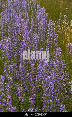 Vivace blu Viper's-bugloss (Echium vulgare) conosciuto anche come blueweed crescente selvaggio sulle praterie pianure di Salisbury nel Wiltshire Regno Unito Foto Stock