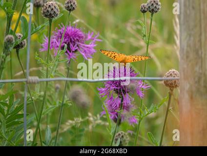 un fritillary (Boloria euphrosye) con bordo di perle femminile che si nuote su un fiore più grande (Centaurea scabiosa) Foto Stock