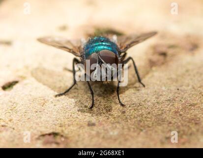 Una mosca di Greenbottle, Chipping, Preston, Lancashire, Regno Unito Foto Stock