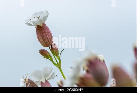 Bladder campion, White Creek, Arnside, Cumbria, Regno Unito Foto Stock