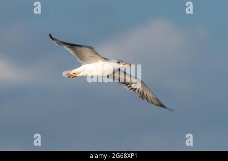 Un gabbiano a zampe gialle, Arnside, Cumbria, Regno Unito Foto Stock