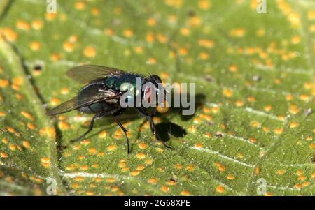 Greenbottle Fly Bubble Blowing Close Up Foto Stock