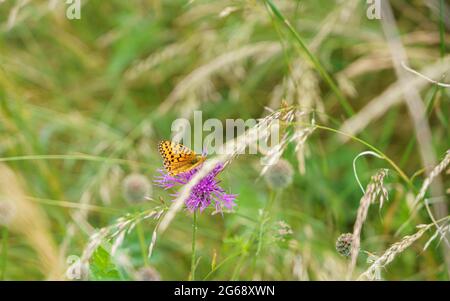 un fritillary (Boloria euphrosye) con bordo di perle femminile che si nuote su un fiore più grande (Centaurea scabiosa) Foto Stock