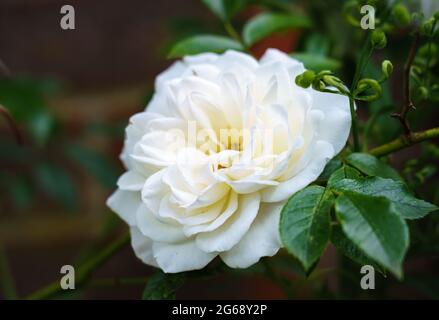 Primo piano dettagliato di una bella rosa bianca di york fiore (Rosa x alba) in fiore Foto Stock