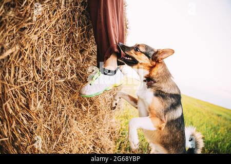 Arrabbiato aggressivo misto razza cane morde UNA gamba di un uomo che corre attraverso il campo Foto Stock