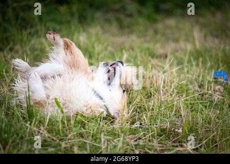 Gallese Corgi Pembroke rotolare in erba Foto Stock