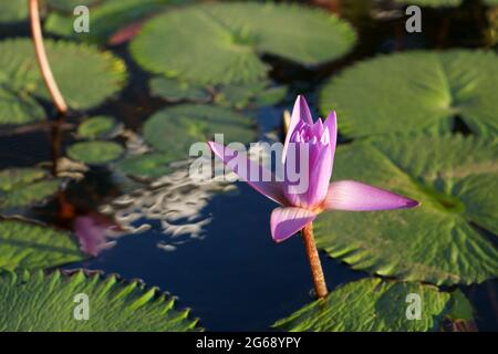 Lotus acqua giglio Foto Stock
