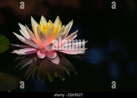 Un giglio d'acqua rosa scintillante galleggia sull'acqua scura e si riflette sulla superficie scura Foto Stock