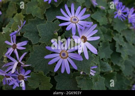 Cineraria blu Foto Stock