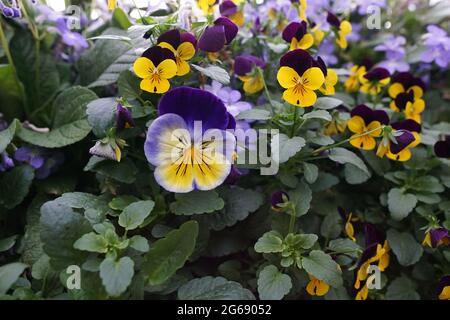 Mazzo viola di fiori di Pansy Foto Stock