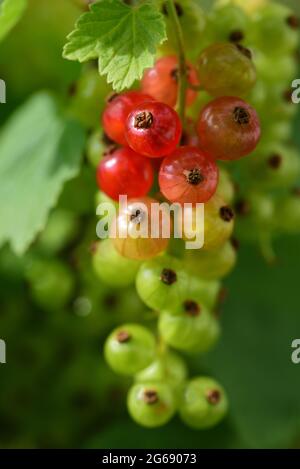 I ribes appendono sul cespuglio e sono maturi, quindi ancora verdi a rosso chiaro, davanti alle foglie verdi Foto Stock