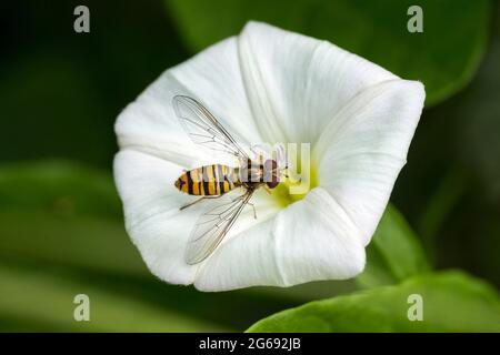 Volate su siepe bindweed wasp come segni gialli e neri e occhi bruni rossicci che si nutrono su nettare da fiore bianco selvatico a forma di tromba Foto Stock