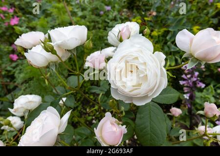 Fragrante, fioritura ripetuta, David Austin arbusto rosa 'demona', rose in fiore con gemme rosa che crescono in un giardino in Surrey, Inghilterra sud-orientale Foto Stock