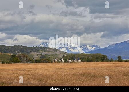 Attività di equitazione presso il remoto ranch Estancia la Peninsula, la penisola di Antonio Varas, Puerto Natales, Patagonia, Cile meridionale Foto Stock