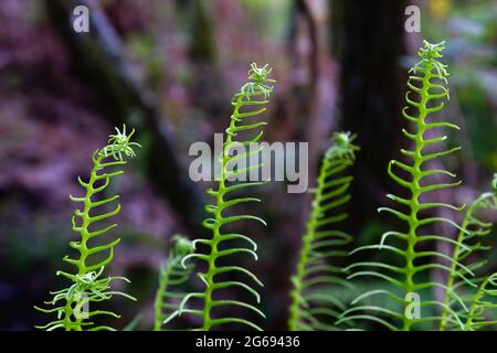 Fiordi verdi freschi di felci che crescono in un bosco ombreggiato e umido Foto Stock