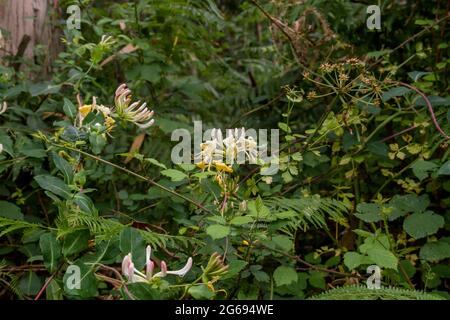 Lonicera periclymenum o piante comuni di honeysuckle fioriscono in primavera Foto Stock