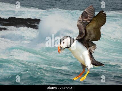 Primo piano di Puffin Atlantico in volo con anguille di sabbia nel becco, Regno Unito. Foto Stock