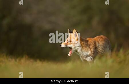 Ritratto di una volpe rossa (Vulpes vulpes). Foto Stock