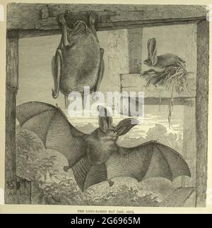 The Long-Eared Bat tratto dal libro ' Royal Natural History ' Volume 1 edito da Richard Lydekker, pubblicato a Londra da Frederick Warne & Co nel 1893-1894 Foto Stock