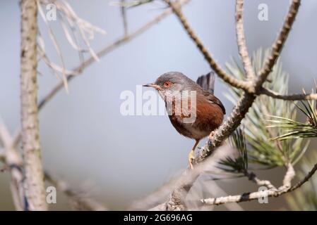 Primo piano di un perching Dartford Warbler, Regno Unito. Foto Stock