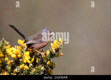 Primo piano di un perching Dartford Warbler, Regno Unito. Foto Stock