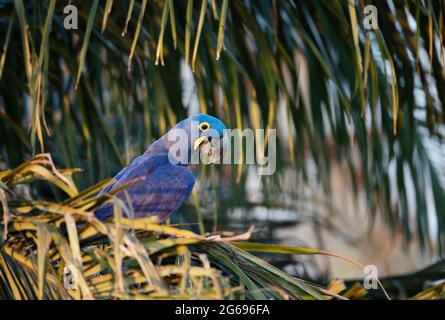 Close up di un Ara Giacinto appollaiato in un albero di palma, Sud Pantanal, Brasile. Foto Stock