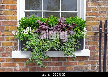 Finestra box fuori di una casa in mattoni piantato con edera, heuchera e panna bianca pelargoniums a Londra Inghilterra Regno Unito KATHY DEWITT Foto Stock