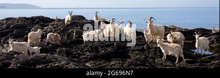 Feral Carradale Goats (Capra Aegargus) sulla punta accanto a Carradale Bay, con Arran Beyond, Kintyre, Argyll, Scozia, Regno Unito, Europa. Foto Stock