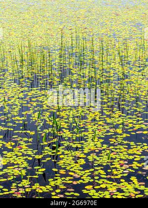 Ecosistema di laghetti, Parco Nazionale di Acadia, Maine Foto Stock